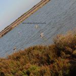 Día Mundial de los Humedales 2018 en la Región de Murcia Flamencos en las Salinas San Pedro del Pinatar