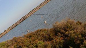 Salinas San Pedro Pinatar 300x169 Día Mundial de los Humedales 2018 en la Región de Murcia