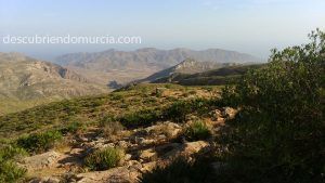 Cabo Tinoso Cartagena 300x169 Ciprés de Cartagena, único en la Sierra de Cartagena La Unión